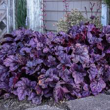Heuchera &#39;Wildberry&#39; #1