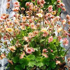 Geum &#39;Pretticoats Peach&#39; 8″