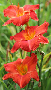 Hemerocallis &#39;Desert Flame&#39; 8&quot;
