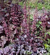 Heuchera 'Palace Purple' 2 gal
