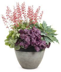 Heuchera &#39;Wildberry&#39; #1