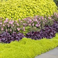Heuchera &#39;Wildberry&#39; #1