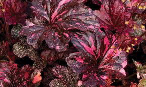 Heuchera &#39;Midnight Rose&#39; 8&quot;