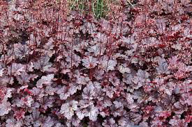 Heuchera &#39;Plum Pudding&#39; #1