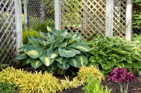 Hosta 'Hudson' 1 gal
