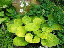 Hosta &#39;Maui Buttercups&#39; 4”