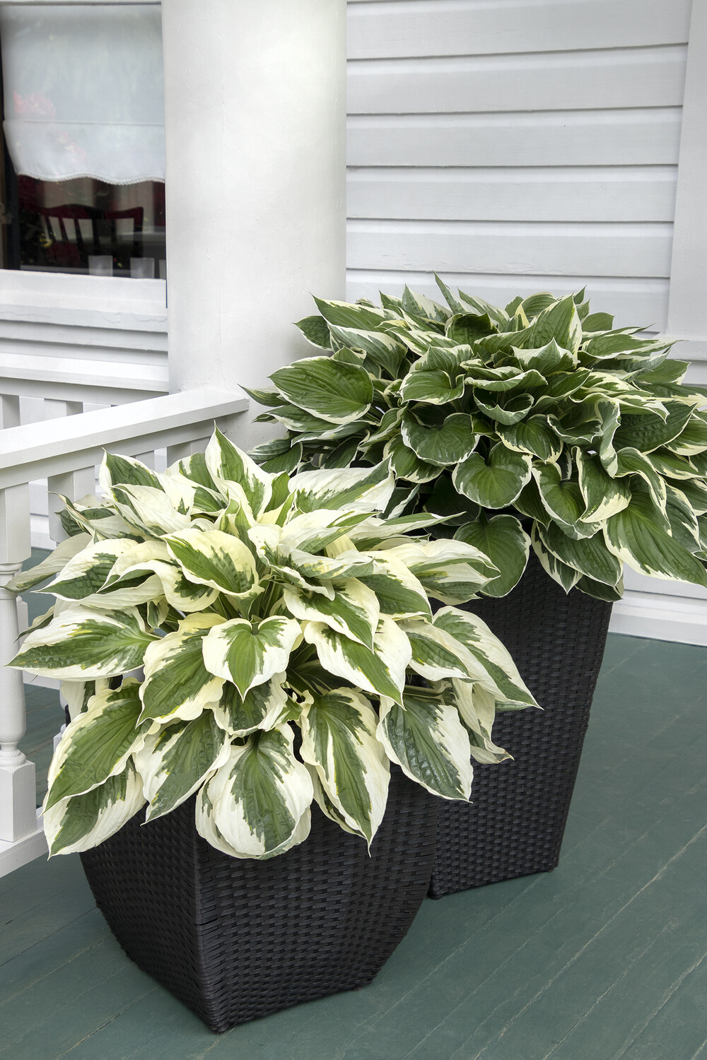 Hosta &#39;Patriot&#39; 2 gal