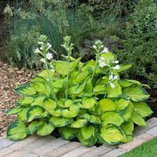 Hosta &#39;Rainforest Sunrise&#39; 1 qt