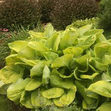 Hosta &#39;Sum &amp; Substance&#39; 1 gal