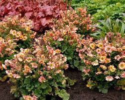 Geum &#39;Pretticoats Peach&#39; 8″