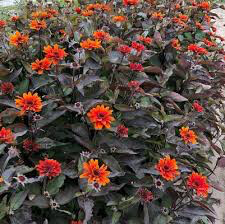 Heliopsis &#39;Fire Twister&#39; 8&quot;