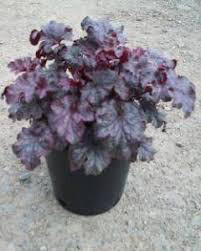 Heuchera &#39;Plum Pudding&#39; #1