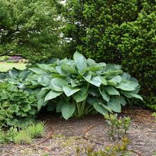 Hosta &#39;Empress Wu&#39; 1 gal