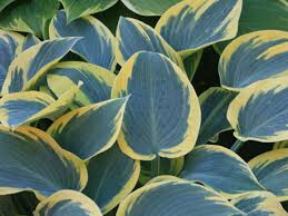 Hosta &#39;First Frost&#39; 2 gal