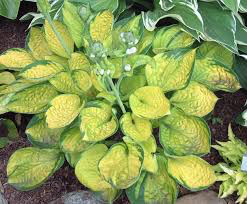 Hosta &#39;Rainforest Sunrise&#39; 1 qt