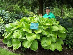 Hosta &#39;Sum &amp; Substance&#39; 1 gal