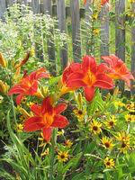 Hemerocallis &#39;Desert Flame&#39; 8&quot;