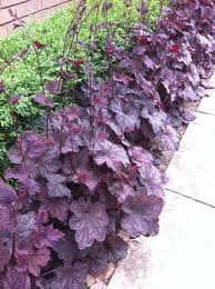 Heuchera &#39;Plum Pudding&#39; #1