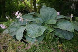 Hosta &#39;Empress Wu&#39; 1 gal