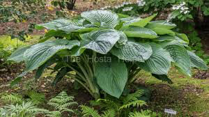 Hosta &#39;Empress Wu&#39; 1 gal