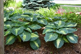 Hosta &#39;Hudson&#39; 1 gal