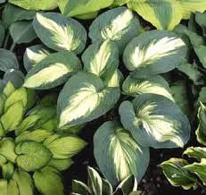 Hosta &#39;Hudson&#39; 1 gal