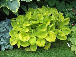 Hosta &#39;Maui Buttercups&#39; 4”