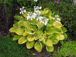 Hosta &#39;Maui Buttercups&#39; 4”