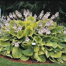 Hosta &#39;Sum &amp; Substance&#39; 1 gal