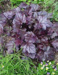 Heuchera &#39;Plum Pudding&#39; #1