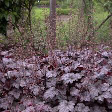 Heuchera &#39;Plum Pudding&#39; #1