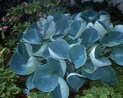 Hosta &#39;Abiqua Drinking Gourd&#39; 8&quot;