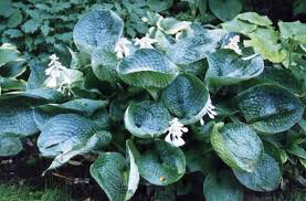 Hosta &#39;Abiqua Drinking Gourd&#39; 8&quot;