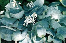 Hosta &#39;Abiqua Drinking Gourd&#39; 8&quot;