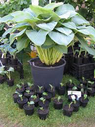 Hosta &#39;Empress Wu&#39; 1 gal