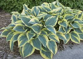 Hosta &#39;First Frost&#39; 2 gal
