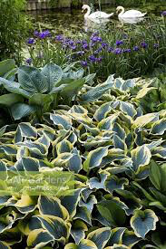 Hosta &#39;First Frost&#39; 2 gal