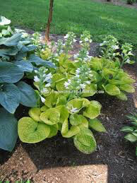 Hosta &#39;Maui Buttercups&#39; 4”