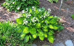 Hosta &#39;Rainforest Sunrise&#39; 1 qt