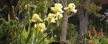 Iris &#39;Harvest of Memories&#39; 1 gal