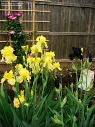 Iris &#39;Harvest of Memories&#39; 1 gal