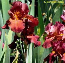 Iris &#39;My Friend Jonathan&#39; 1 gal