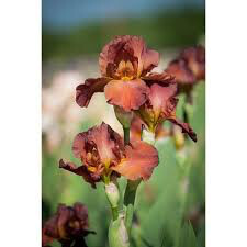 Iris &#39;My Friend Jonathan&#39; 1 gal