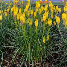 Poker Plant Kniphofia pyromania &#39;Solar Flare&#39; 1 gal