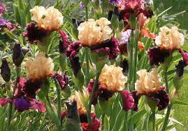 Iris &#39;Ocelot&#39; 1 gal