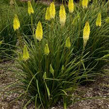 Poker Plant Kniphofia pyromania &#39;Solar Flare&#39; 1 gal