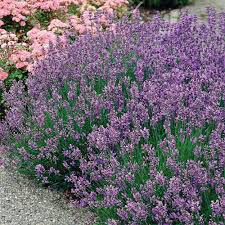 Lavandula angustifolia &#39;Munstead&#39; 1 gal