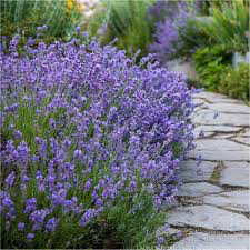 Lavandula angustifolia &#39;Munstead&#39; 2 gal