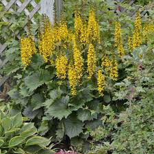 Ligularia &#39;Bottle Rocket&#39;  2 gal