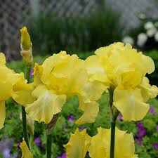 Iris &#39;Harvest of Memories&#39; 1 gal